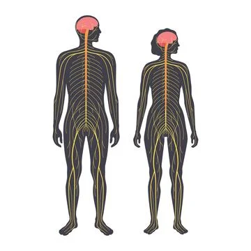 Human nervous system Stock Illustration