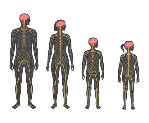 Human nervous system Stock Illustration