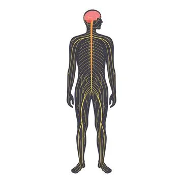 Human nervous system Stock Illustration