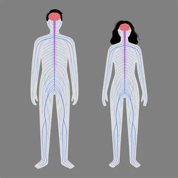 Human nervous system Stock Illustration