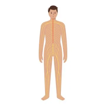 Human nervous system Stock Illustration