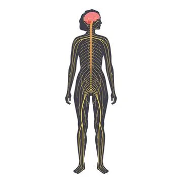 Human nervous system イラスト素材