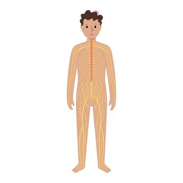 Human nervous system Stock Illustration