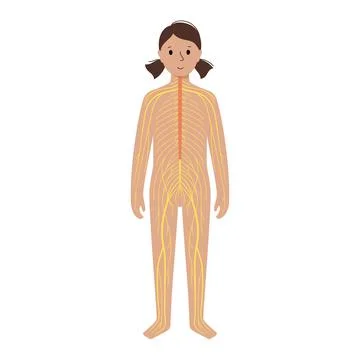 Human nervous system イラスト素材