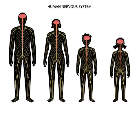 Human nervous system 스톡 일러스트