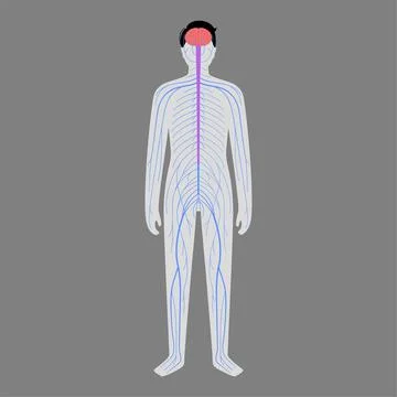 Human nervous system Stock Illustration