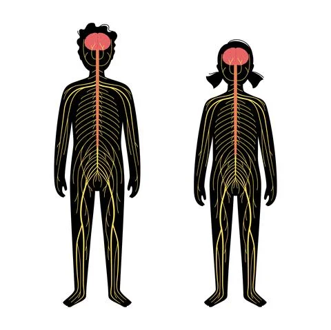 Human nervous system Stock Illustration