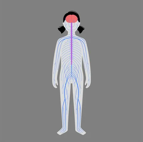 Human nervous system 스톡 일러스트