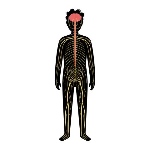 Human nervous system イラスト素材