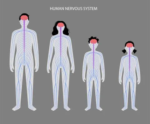 Human nervous system Stock Illustration