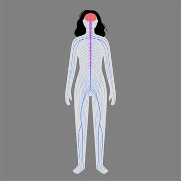 Human nervous system Stock Illustration