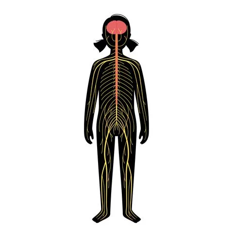 Human nervous system Stock Illustration