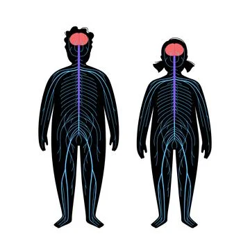 Human nervous system イラスト素材