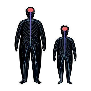 Human nervous system イラスト素材