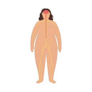 Human nervous system 스톡 일러스트