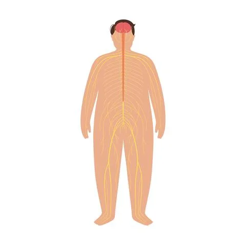 Human nervous system Stock Illustration