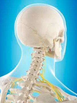 Human nervous system, illustration Stock Illustration