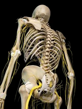 Human nervous system, illustration Stock Illustration