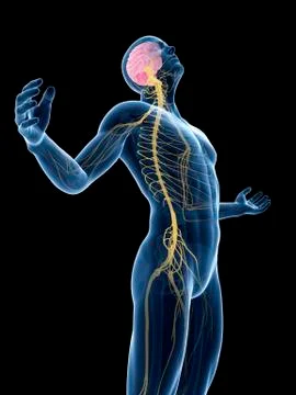 Human nervous system, Illustration Stock Illustration