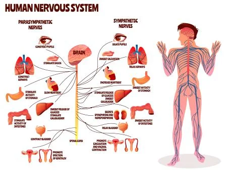 Human nervous system illustration イラスト素材