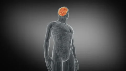 Human Nervous System. Medically accurate animation of Brain Stock Footage 118885724