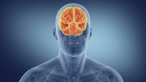 Human Nervous System. Medically accurate animation of Brain Stock Footage 118887574