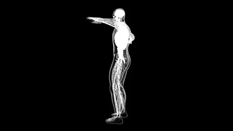 Human Nervous System in Rotational View Stock Footage 341776968