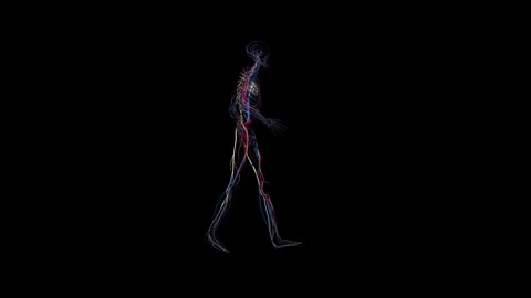 Human nervous system walk Stock Footage 343870462
