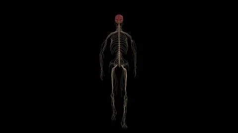 Human Nervous System Walking Front View Stock Photos