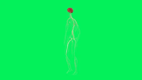 Human Nervous System Walking Perspective Green Screen Stock Footage 328629144