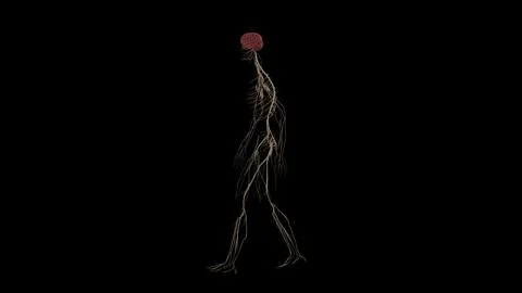 Human Nervous System Walking Side View Stock Photos