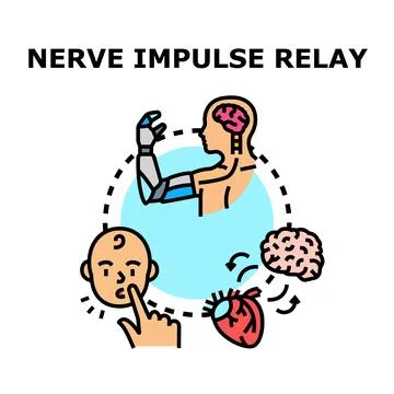 Human neural impulse relaying and prosthetics technology Stock Illustration