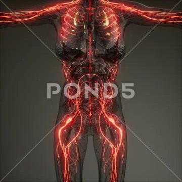 Human Neurology System Radiology Exam Human Neurology System Radiology ...