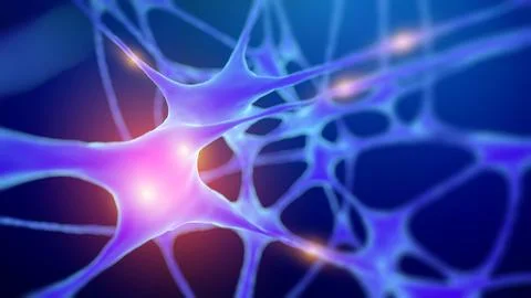 Human Neuron structure and Anatomy science background. Exploring Neurons brain Stock Illustration