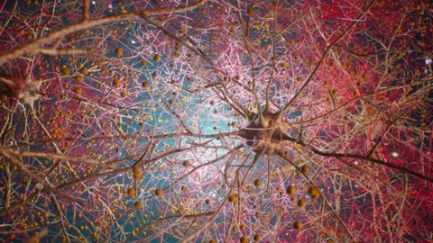 Human Neurons and Neural Network Connections Stock Footage 320101529