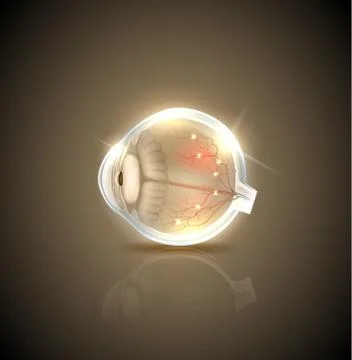 Human normal eye anatomy, beautiful golden design Stock Illustration