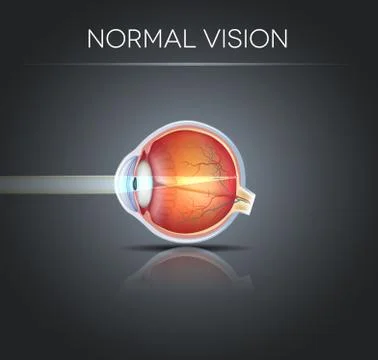 Human normal eye vision Stock Illustration