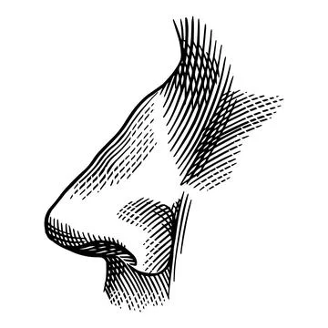 Human nose hand drawn drawing illustration. Engraving hatching style with a Stock Illustration