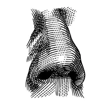 Human nose hand drawn drawing illustration. Engraving hatching style with a Stock Illustration