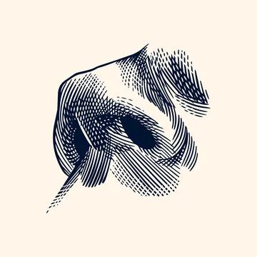 Human nose hand drawn drawing illustration. Engraving hatching style with a Stock Illustration