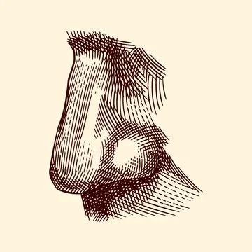 Human nose hand drawn drawing illustration. Engraving hatching style with a Stock Illustration
