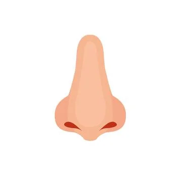 Human nose, Vector illustration icon design 库存插图