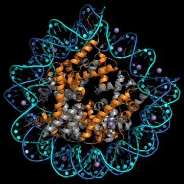 Human nucleosome - histone and DNA Stock Illustration
