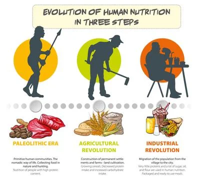Human nutrition Stock Illustration