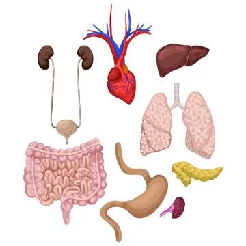 Human organ anatomy set. Vector cartoon illustration Stock Illustration