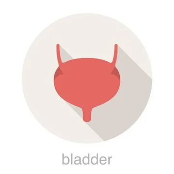 Human organ bladder flat icon, vector illustration Stock Illustration