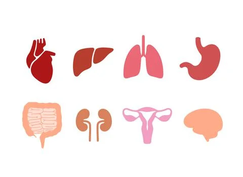 Human organ icon set, vector Illustrazione stock