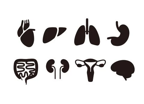 Human organ icon set, vector Stock Illustration