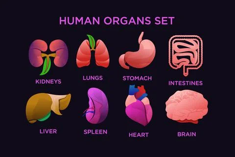 Human organ Illustrazione stock