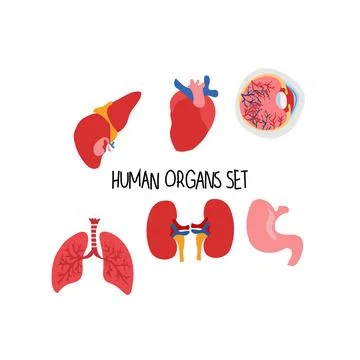 Human organ set Stock Illustration